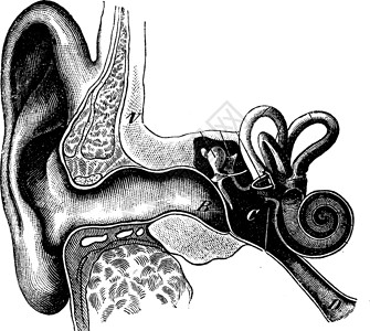 鼓膜显示耳朵组织 古代雕刻的章节 请见此插画