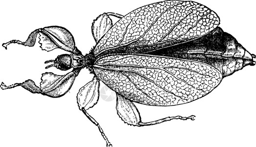 黑色翅膀素材古代雕刻古董动物野生动物艺术黑色生物学叶子插图艺术品昆虫学插画