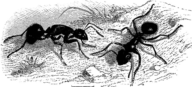 黑蚂蚁蚂蚁非常大复古雕刻插画