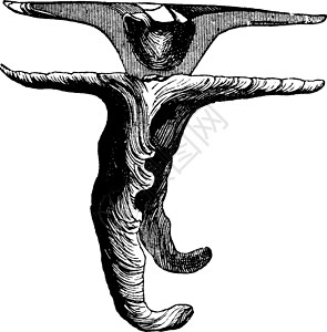 鼓室马勒斯 古代雕刻插画