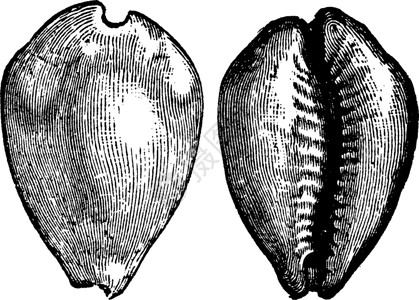 莫内Cypraea 古代雕刻插画