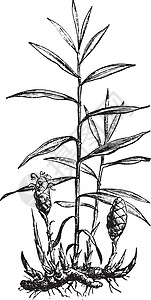 金吉儿 古代雕刻黑色植物群细辛蚀刻古董艺术品历史历史性树叶香料插画