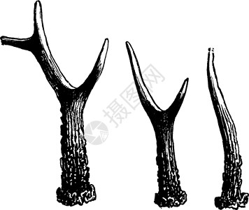 的鹿角采用的连续形式艺术品野生动物动物白色针叶历史性插图生物学黑色绘画背景图片