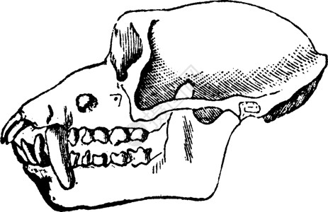 马齿笕马卡克的头骨 古代雕刻插画