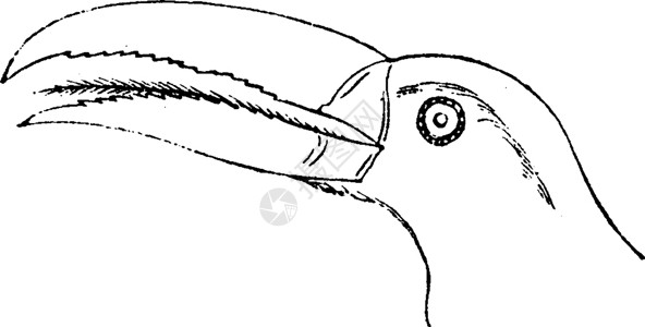 黑白巨嘴鸟巨嘴鸟复古雕刻的头插画