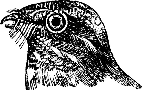鹅蛋仔夜仓或高松拳手 古董雕刻艺术鹅蛋动物群动物生物学蚀刻叶子野生动物鸟类眼睛插画