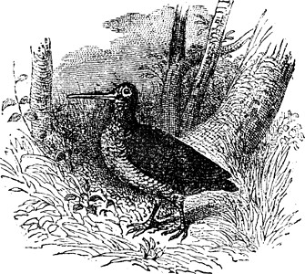 利米科伦Woodcock 古代雕刻野生动物涉水古董插图黑色动物生物学动物群羽毛白色插画