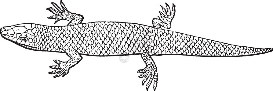 慈鲷科雕刻古董爬虫学历史性爬虫历史野生动物动物群绘画黑色蜥蜴插画