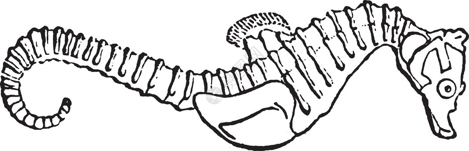 坎普顿希波坎普斯 古代雕刻插画