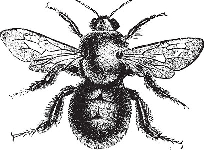 野生蜜蜂大黄蜂 古代雕刻插画