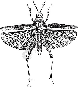 蚱蜢古代雕刻昆虫学插图绘画动物艺术历史生物学荒野艺术品翅膀插画