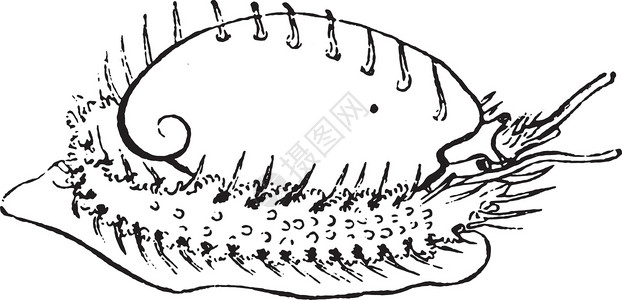 鲜鲍鱼鲍鱼复古雕刻插画