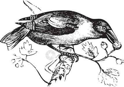 燕科古老的雕刻 一个hawfinch或grosbeak吃插画
