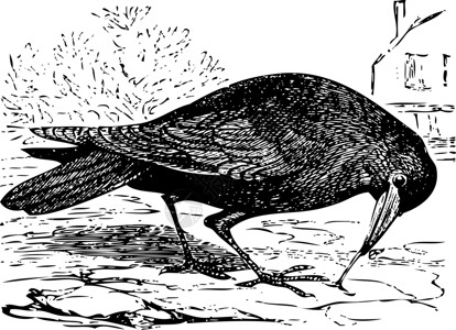 黑乌鸦古老的罗克鸟雕刻 或者说科沃斯青蛙设计图片