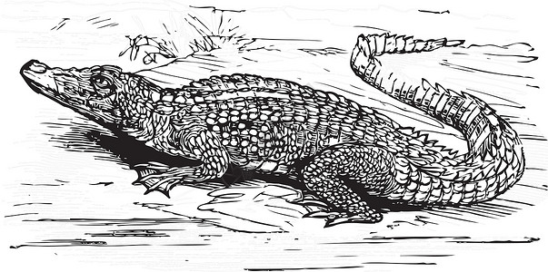 蜥蜴人盐水鳄鱼雕刻插图插画