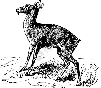 莫希托旧西伯利亚鹿或莫希费罗的老雕刻插画