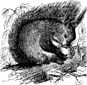 松鼠吃坚果红松鼠或斯ciurus粗俗的人在咀嚼橡子插画
