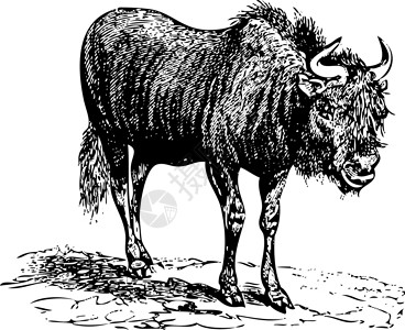 肯尼亚马赛马拉黑野生(gnu)老雕刻插画