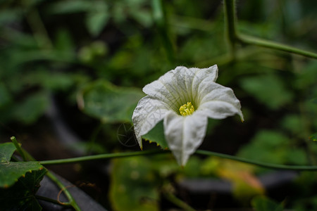 蛇瓜一朵常春藤葫芦花 常春藤葫芦白花在雨季在大自然中绽放背景