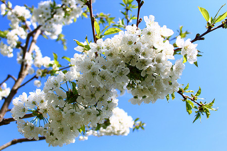 春天的樱花花朵植物植物学花海天空宏观晴天花园明信片树枝背景图片