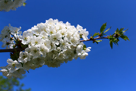 春天的樱花宏观花朵植物学天空花海蓝天花园季节树枝白花背景图片