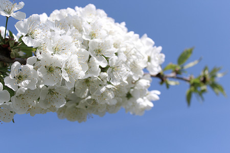 春天的樱花季节太阳阳光花朵植物学明信片宏观天空蓝色植物群背景图片