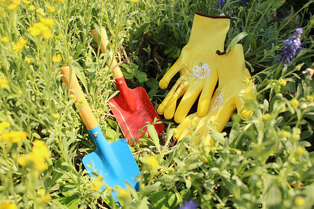 春天的花园时间到了手套铲子植物园艺工具觉醒花朵背景图片