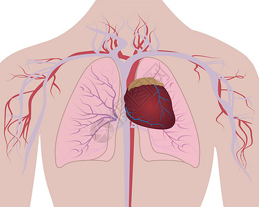 人体的肺和心脏心脏系统图片