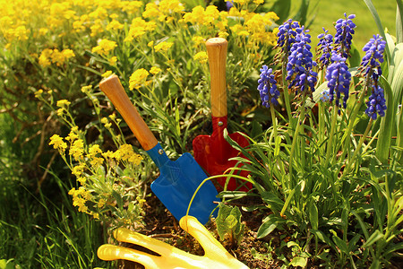春天的花园时间到了觉醒植物园艺手套铲子工具花朵背景图片