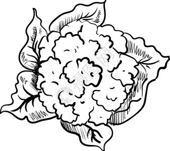蒜茸拌西兰花白色背景上的花椰菜茄子市场洋葱插图营养胡椒玉米食物绘画农业插画