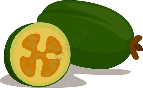 木瓜插图Feijoa 插图 白色背景的矢量设计图片