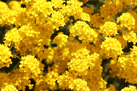 春时的甜和植物群花园花卉装饰花朵背景时间季节季节性花海背景图片