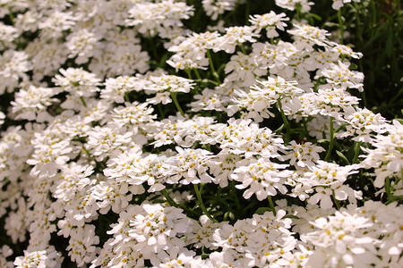 春天一带花朵节花白花边框花卉花海园林植物群花园白色背景图片