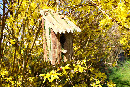 在盛开的福塞西亚鸟屋鸟舍树木公园鸟巢房子房屋鸟类花园黄色背景图片