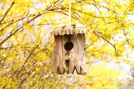 在盛开的福塞西亚鸟屋花园黄色鸟舍公园树木鸟类房屋房子鸟巢背景图片