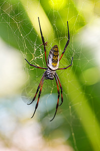 全职猎人漫画马达加斯加野生生物网上的金丝丝球织物危险猎人丝绸蜘蛛昆虫动物群热带陷阱球体宏观背景
