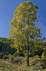 在维托沙山上 黄秋树的多彩秋天风景 紧闭着 愚昧和衰落的森林环境季节顶峰爬坡叶子天空植物旅行橙子针叶背景