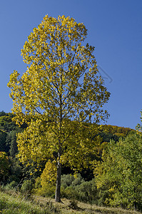 在维托沙山上 黄秋树的多彩秋天风景 紧闭着 愚昧和衰落的森林顶峰旅行爬坡季节叶子环境植物空地橙子天空背景