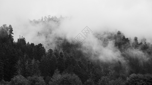 洪堡雾奶酪美丽的北加利福尼亚州红木森林景观 美景树梢红杉树木植物天篷公园生活游客远足国家背景