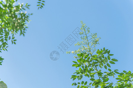 在越南蓝天下紧闭的树上 花朵闪耀着粳稻羽状植物旋体环境槐花花园公园叶子槐树背景图片