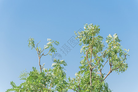 在越南蓝天下的树上盛开的花朵 苏普拉雅波尼卡苦参树叶羽状粳稻槐花花瓣叶子绿色植物旋体槐树背景图片