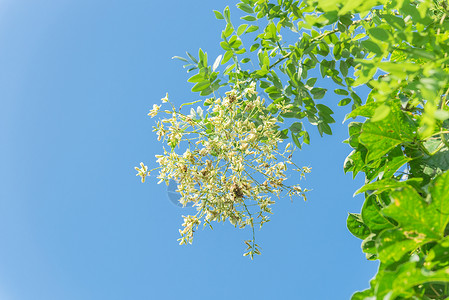 在越南蓝天下紧闭的树上 花朵闪耀着槐树花园叶子宝塔植物环境公园羽状苦参植物学背景图片