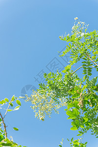 在越南蓝天下紧闭的树上 花朵闪耀着粳稻绿色植物槐树季节树叶公园环境花园羽状植物背景图片