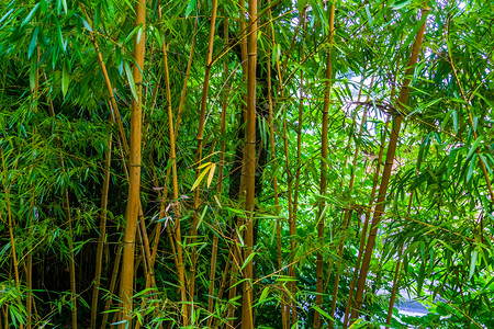 夏威夷竹竹林 闭合的竹干 亚洲自然背景背景