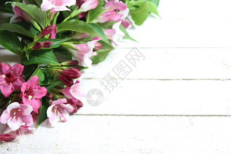 粉红色 Weigela 边框明信片花卉背景设计鲜花边界粉色背景图片