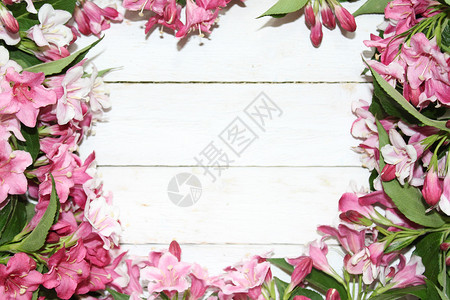 粉红色 Weigela 边框粉色背景花卉明信片边界鲜花设计背景图片