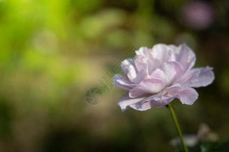 花园里的玫瑰花花瓣情人玫瑰植物群粉色树叶绿色日光背景图片