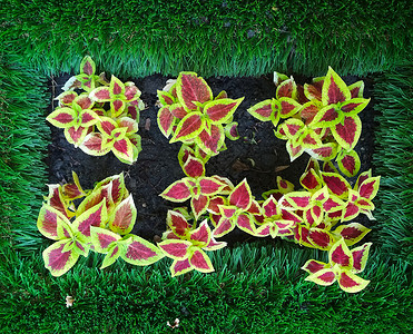 长方形花园中的鲜红黄花与人造草接壤背景图片