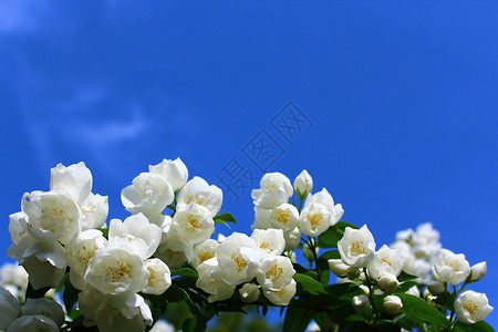 花园里的白茉莉问候植物茉莉天空鲜花白花花序香味贺卡花瓣背景