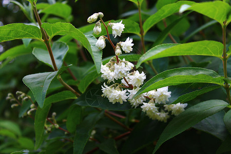 花园里的白茉莉茉莉设计灌木蓝天问候白花鲜花花瓣茉莉花香味背景